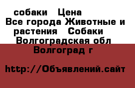 собаки › Цена ­ 2 500 - Все города Животные и растения » Собаки   . Волгоградская обл.,Волгоград г.